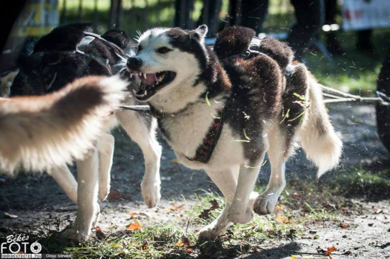 1465368_779833328700920_303626952_n