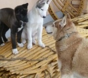 44305_10151407514536077_218946749_n-180x180